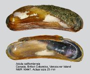 Adula californiensis